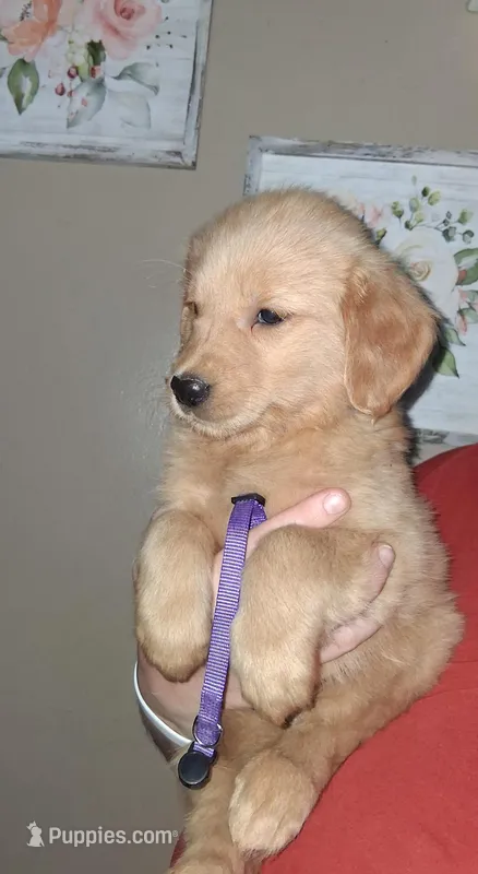 Miss Purple AKC – Golden Retriever puppy for sale in Klamath Falls, OR