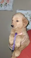 Miss Purple AKC, a female Golden Retriever for sale in Klamath Falls, OR – Photo 1 of 5