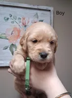 AKC Green Boy, a male Golden Retriever for sale in Klamath Falls, OR – Photo 1 of 5