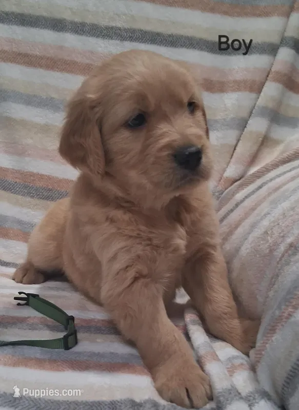 AKC Green Boy – Golden Retriever puppy for sale in Klamath Falls, OR