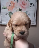 AKC Green Boy, a male Golden Retriever for sale in Klamath Falls, OR – Photo 2 of 5