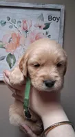 AKC Green Boy, a male Golden Retriever for sale in Klamath Falls, OR – Photo 3 of 5