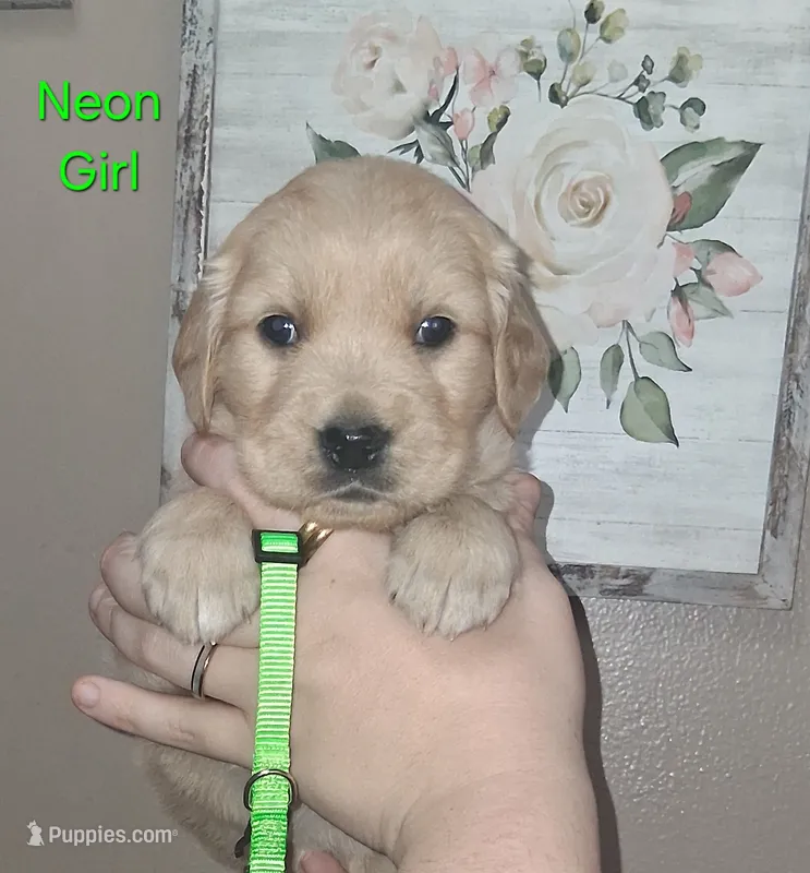 Neon Girl AKC – Golden Retriever puppy for sale in Klamath Falls, OR