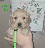 Neon Girl AKC, a female Golden Retriever for sale in Klamath Falls, OR – 1 of 5