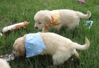 AKC ORANGE BOY, a male Golden Retriever for sale in Klamath Falls, OR – Photo 4 of 4