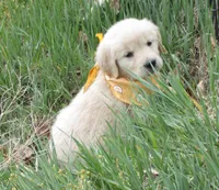 AKC ORANGE BOY, a male Golden Retriever for sale in Klamath Falls, OR – Photo 2 of 4