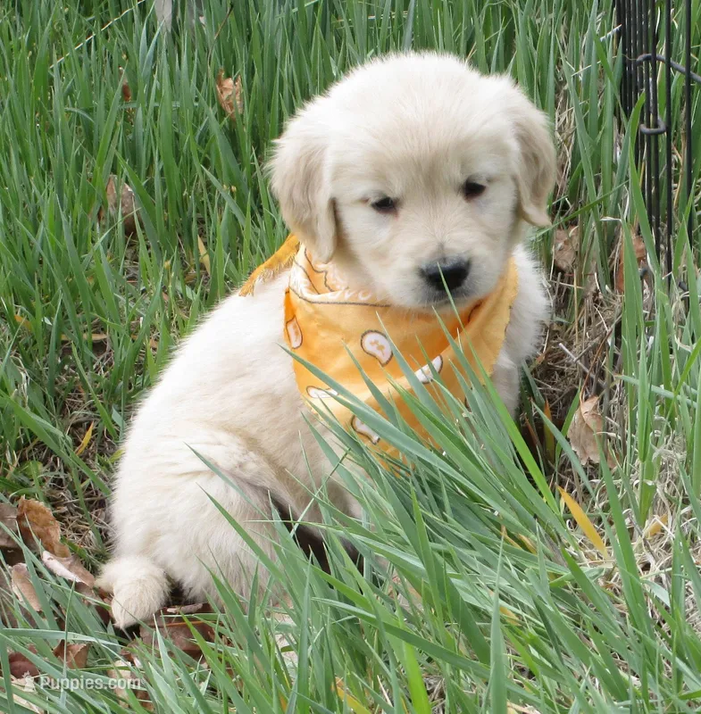 AKC ORANGE BOY – Golden Retriever puppy for sale in Klamath Falls, OR