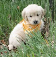 AKC ORANGE BOY, a male Golden Retriever for sale in Klamath Falls, OR – Photo 1 of 4