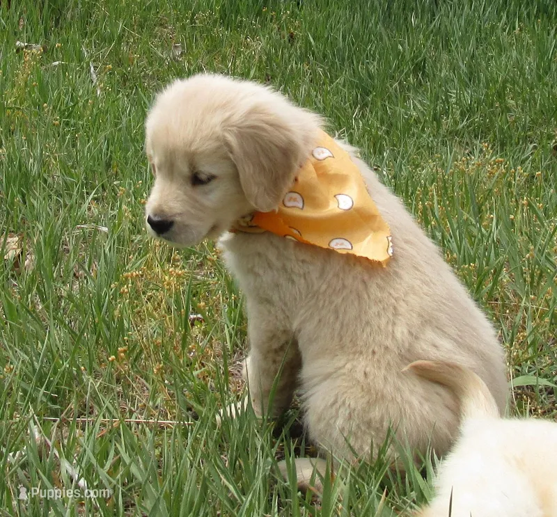 AKC ORANGE BOY – Golden Retriever puppy for sale in Klamath Falls, OR