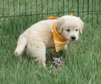 AKC ORANGE BOY, a male Golden Retriever for sale in Klamath Falls, OR – Photo 3 of 4