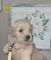 Yellow AKC, a female Golden Retriever for sale in Klamath Falls, OR – 4 of 6