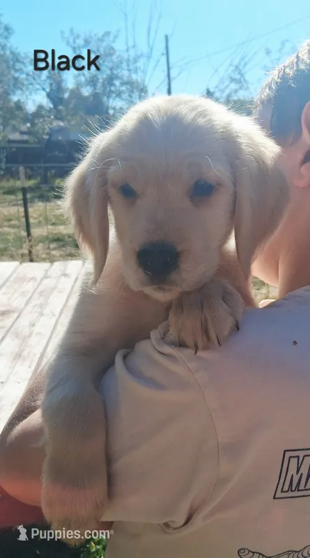 AKC Black – Golden Retriever puppy on hold in Klamath Falls, OR