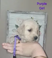 Purple AKC, a female Golden Retriever for sale in Klamath Falls, OR – 2 of 6
