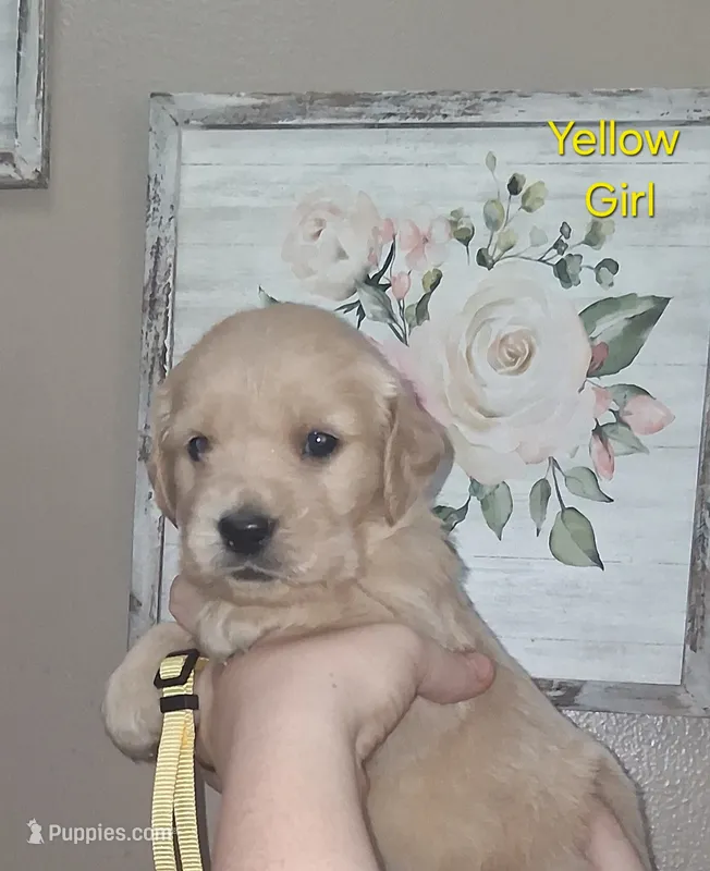 Yellow AKC – Golden Retriever puppy for sale in Klamath Falls, OR