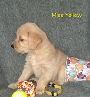 Yellow AKC, a female Golden Retriever for sale in Klamath Falls, OR – 5 of 10