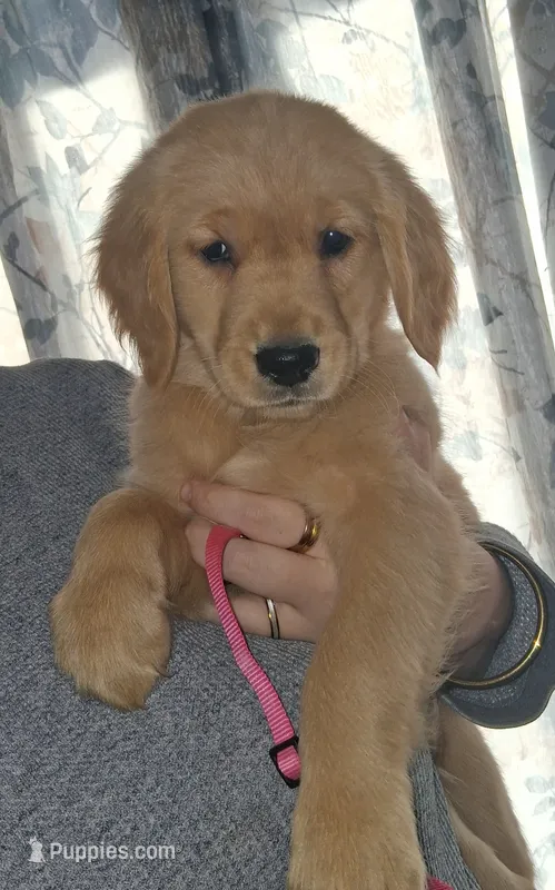 PINK AKC – Golden Retriever puppy on hold in Klamath Falls, OR