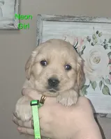 Neon Girl AKC, a female Golden Retriever for sale in Klamath Falls, OR – 3 of 5