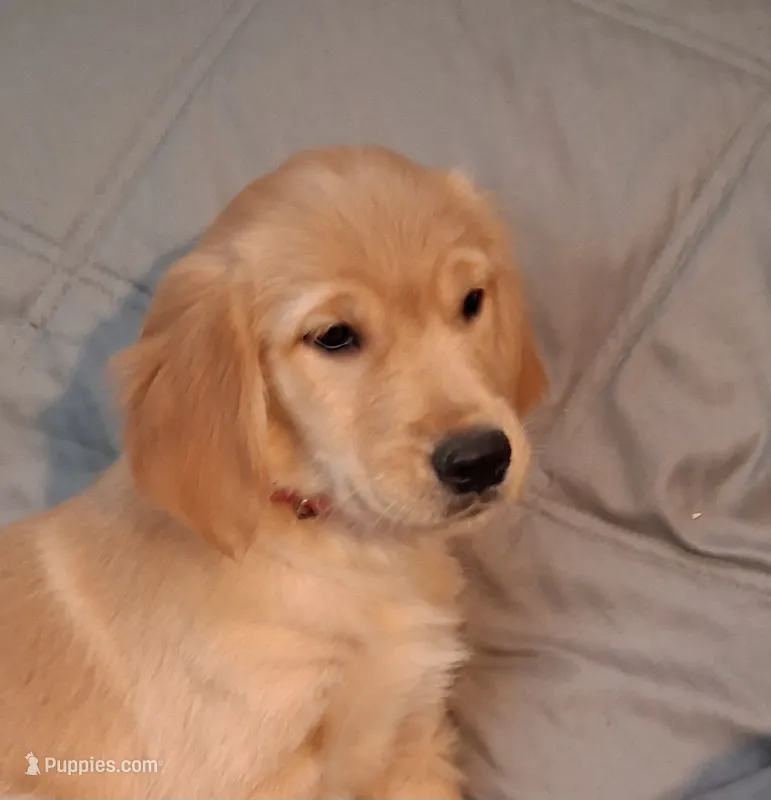 AKC Miss Scarlett  – Golden Retriever puppy for sale in Klamath Falls, OR