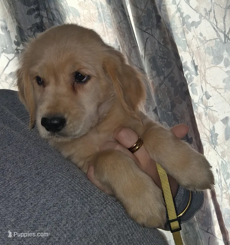 Yellow AKC – Golden Retriever puppy for sale in Klamath Falls, OR