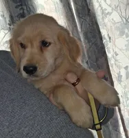 Yellow AKC, a female Golden Retriever for sale in Klamath Falls, OR – 1 of 10