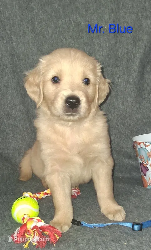AKC Blue – Golden Retriever puppy on hold in Klamath Falls, OR