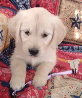 AKC SWEET PEA, a female Golden Retriever for sale in Klamath Falls, OR – 3 of 3
