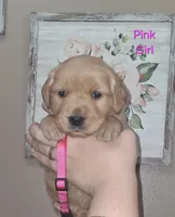 PINK AKC, a female Golden Retriever for sale in Klamath Falls, OR – 3 of 5