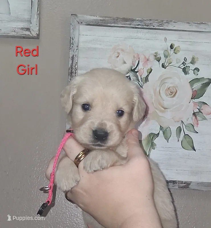 Rose AKC – Golden Retriever puppy for sale in Klamath Falls, OR