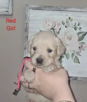 Rose AKC, a female Golden Retriever for sale in Klamath Falls, OR – 4 of 7