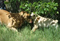 AKC BLUE BOY-12 weeks, a male Golden Retriever for sale in Klamath Falls, OR – 6 of 9