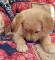 AKC VIOLET, a female Golden Retriever for sale in Klamath Falls, OR – 2 of 3