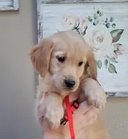 AKC Miss Scarlett , a female Golden Retriever for sale in Klamath Falls, OR – 2 of 5