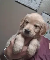 Mr.Big AKC, a male Golden Retriever for sale in Klamath Falls, OR – Photo 2 of 4