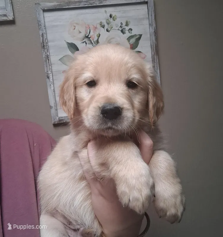 Mr.Big AKC – Golden Retriever puppy on hold in Klamath Falls, OR