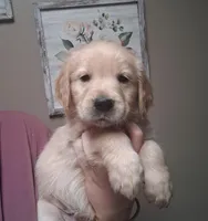 Mr.Big AKC, a male Golden Retriever for sale in Klamath Falls, OR – Photo 1 of 4