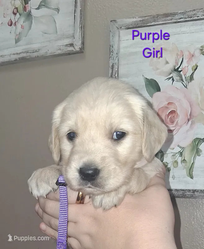 Purple AKC – Golden Retriever puppy for sale in Klamath Falls, OR
