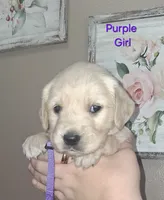 Purple AKC, a female Golden Retriever for sale in Klamath Falls, OR – 1 of 6