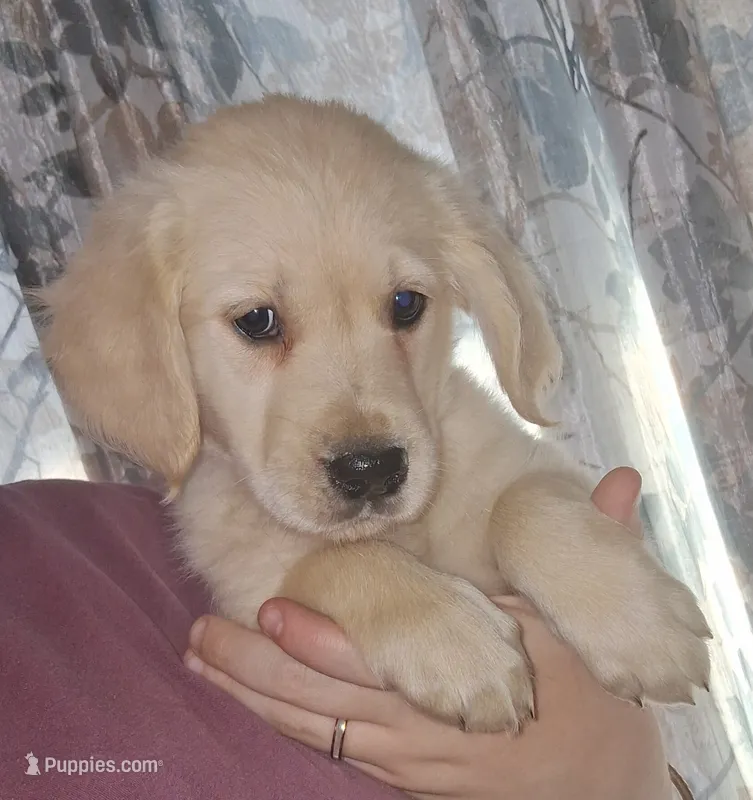 AKC Red – Golden Retriever puppy on hold in Klamath Falls, OR