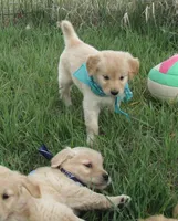 AKC GREEN GIRL, a female Golden Retriever for sale in Klamath Falls, OR – Photo 7 of 9