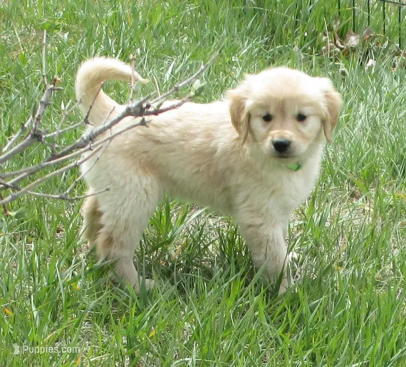 AKC GREEN GIRL – Golden Retriever puppy for sale in Klamath Falls, OR