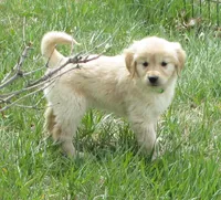 AKC GREEN GIRL, a female Golden Retriever for sale in Klamath Falls, OR – Photo 1 of 9