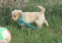 AKC GREEN GIRL, a female Golden Retriever for sale in Klamath Falls, OR – Photo 6 of 9
