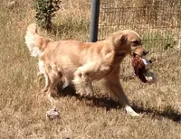 AKC GREEN GIRL, a female Golden Retriever for sale in Klamath Falls, OR – Photo 8 of 9