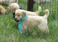 AKC GREEN GIRL, a female Golden Retriever for sale in Klamath Falls, OR – Photo 3 of 9