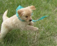AKC GREEN GIRL, a female Golden Retriever for sale in Klamath Falls, OR – Photo 2 of 9