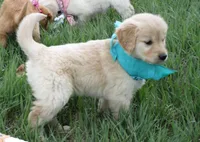 AKC GREEN GIRL, a female Golden Retriever for sale in Klamath Falls, OR – Photo 5 of 9