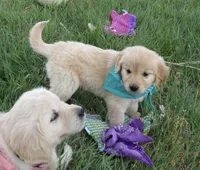 AKC GREEN GIRL, a female Golden Retriever for sale in Klamath Falls, OR – Photo 4 of 9