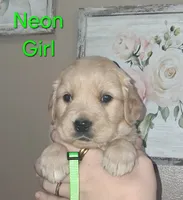 Neon Girl AKC, a female Golden Retriever for sale in Klamath Falls, OR – 2 of 5