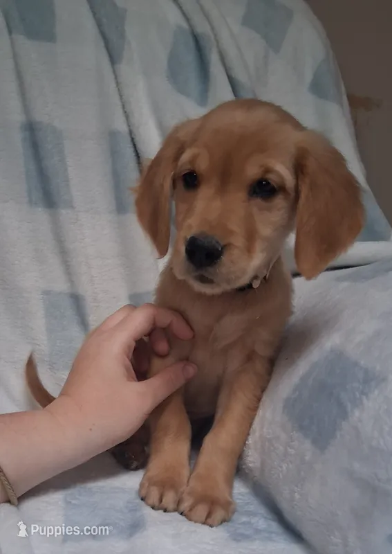 Little Bit AKC – Golden Retriever puppy on hold in Klamath Falls, OR