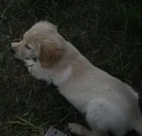 AKC BLUE BOY-12 weeks, a male Golden Retriever for sale in Klamath Falls, OR – 2 of 9
